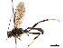  (Joppocryptus - CCDB-32126-E09)  @11 [ ] CreativeCommons - Attribution (2019) CBG Photography Group Smithsonian Institution