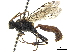  (Thymebatis - CCDB-32126-F09)  @11 [ ] CreativeCommons - Attribution (2019) CBG Photography Group Smithsonian Institution