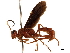  (Trogomorpha - CCDB-32126-F11)  @11 [ ] CreativeCommons - Attribution (2019) CBG Photography Group Smithsonian Institution