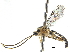  ( - CCDB-32126-F12)  @11 [ ] CreativeCommons - Attribution (2019) CBG Photography Group Smithsonian Institution
