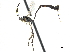  (Ophionellus foutsi - CCDB-32126-H05)  @11 [ ] CreativeCommons - Attribution (2019) CBG Photography Group Smithsonian Institution