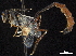  (Ophionellus texanus - CCDB-32126-H06)  @11 [ ] CreativeCommons - Attribution (2019) CBG Photography Group Smithsonian Institution