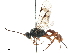  (Astomaspis - CCDB-32128-A06)  @11 [ ] CreativeCommons - Attribution (2018) CBG Photography Group Smithsonian Institution