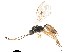  (Encrateola laevigata - CCDB-32128-B01)  @11 [ ] CreativeCommons - Attribution (2018) CBG Photography Group Smithsonian Institution