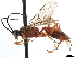  (Pachysomoides fulvus - CCDB-32128-B08)  @11 [ ] CreativeCommons - Attribution (2018) CBG Photography Group Smithsonian Institution