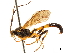  (Ectopimorpha - CCDB-32128-C04)  @11 [ ] CreativeCommons - Attribution (2018) CBG Photography Group Smithsonian Institution