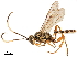  (Plagiotrypes - CCDB-32128-D02)  @11 [ ] CreativeCommons - Attribution (2018) CBG Photography Group Smithsonian Institution