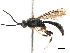  (Leurus caeruliventris - CCDB-32128-D08)  @11 [ ] CreativeCommons - Attribution (2018) CBG Photography Group Smithsonian Institution
