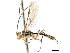  (Eclytus egregius - CCDB-32128-E06)  @14 [ ] CreativeCommons - Attribution (2018) CBG Photography Group Smithsonian Institution
