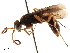  (Lissocnemis brevipennis - CCDB-32128-F12)  @11 [ ] CreativeCommons - Attribution (2018) CBG Photography Group Smithsonian Institution