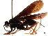  (Cyphononyx optimus - CCDB-32128-G05)  @11 [ ] CreativeCommons - Attribution (2018) CBG Photography Group Smithsonian Institution