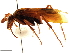  (Hemipepsis ceylonicus - CCDB-32128-H03)  @11 [ ] CreativeCommons - Attribution (2018) CBG Photography Group Smithsonian Institution