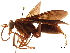  (Hemipepsis ichneumonea - CCDB-32128-H04)  @11 [ ] CreativeCommons - Attribution (2018) CBG Photography Group Smithsonian Institution