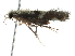  (Peltopsyche veva - CCDB-32129-D02)  @11 [ ] CreativeCommons - Attribution (2018) CBG Photography Group Smithsonian Institution