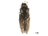  (Cerasmatrichia trinitatis - CCDB-32129-D04)  @11 [ ] CreativeCommons - Attribution (2018) CBG Photography Group Smithsonian Institution