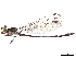  ( - CCDB-32129-F03)  @11 [ ] CreativeCommons - Attribution (2018) CBG Photography Group Smithsonian Institution