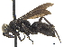  ( - CCDB-32130-D02)  @11 [ ] CreativeCommons - Attribution (2018) CBG Photography Group Smithsonian Institution