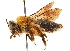  (Mesoxaea rufescens - CCDB-32130-F10)  @11 [ ] CreativeCommons - Attribution (2018) CBG Photography Group Smithsonian Institution