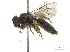  (Macrotera pipiyolin - CCDB-32130-G06)  @11 [ ] CreativeCommons - Attribution (2018) CBG Photography Group Smithsonian Institution