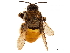  ( - CCDB-32130-H05)  @11 [ ] CreativeCommons - Attribution (2018) CBG Photography Group Smithsonian Institution