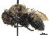  ( - CCDB-32131-A04)  @11 [ ] CreativeCommons - Attribution (2018) CBG Photography Group Smithsonian Institution