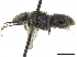  (Anthophorula micheneri - CCDB-32131-C08)  @11 [ ] CreativeCommons - Attribution (2018) CBG Photography Group Smithsonian Institution