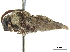  ( - CCDB-32131-C12)  @11 [ ] CreativeCommons - Attribution (2018) CBG Photography Group Smithsonian Institution