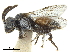  (Oreopasites favreauae - CCDB-32131-E01)  @11 [ ] CreativeCommons - Attribution (2018) CBG Photography Group Smithsonian Institution