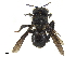  (Axestotrigona cameroonensis - CCDB-32131-F12)  @11 [ ] CreativeCommons - Attribution (2018) CBG Photography Group Smithsonian Institution