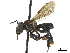  (Cephalotrigona - CCDB-32131-G03)  @14 [ ] CreativeCommons - Attribution (2018) CBG Photography Group Smithsonian Institution