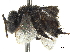  (Frieseomelitta nigra - CCDB-32131-G09)  @11 [ ] CreativeCommons - Attribution (2018) CBG Photography Group Smithsonian Institution