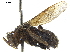  ( - CCDB-32131-H04)  @13 [ ] CreativeCommons - Attribution (2018) CBG Photography Group Smithsonian Institution