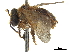  (Ptilotrigona pereneae - CCDB-32132-B07)  @13 [ ] CreativeCommons - Attribution (2018) CBG Photography Group Smithsonian Institution