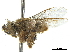  (Tetragona clavipes - CCDB-32132-B11)  @12 [ ] CreativeCommons - Attribution (2018) CBG Photography Group Smithsonian Institution