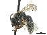  (Pseudagapostemon citricornis - CCDB-32132-E11)  @11 [ ] CreativeCommons - Attribution (2018) CBG Photography Group Smithsonian Institution