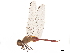  ( - CCDB-32133-B05)  @11 [ ] CreativeCommons - Attribution (2018) CBG Photography Group Smithsonian Institution