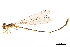  ( - CCDB-32133-F12)  @11 [ ] CreativeCommons - Attribution (2018) CBG Photography Group Smithsonian Institution