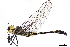  ( - CCDB-32133-G08)  @11 [ ] CreativeCommons - Attribution (2018) CBG Photography Group Smithsonian Institution