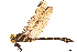  ( - CCDB-32133-H10)  @11 [ ] CreativeCommons - Attribution (2018) CBG Photography Group Smithsonian Institution
