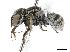  (Haetosmia - CCDB-32134-A10)  @14 [ ] CreativeCommons - Attribution (2018) CBG Photography Group Smithsonian Institution
