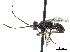  (Dolichurus greenei - CCDB-32134-B04)  @11 [ ] CreativeCommons - Attribution (2018) CBG Photography Group Smithsonian Institution