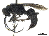  (Dolichurus secundus - CCDB-32134-B05)  @11 [ ] CreativeCommons - Attribution (2018) CBG Photography Group Smithsonian Institution