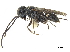  (Paradolichurus - CCDB-32134-B06)  @11 [ ] CreativeCommons - Attribution (2018) CBG Photography Group Smithsonian Institution