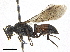  ( - CCDB-32134-F08)  @11 [ ] CreativeCommons - Attribution (2018) CBG Photography Group Smithsonian Institution