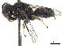  ( - CCDB-32134-G04)  @11 [ ] CreativeCommons - Attribution (2018) CBG Photography Group Smithsonian Institution