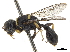  (Piyuma - CCDB-32134-G11)  @11 [ ] CreativeCommons - Attribution (2018) CBG Photography Group Smithsonian Institution