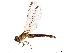  ( - CCDB-32135-B12)  @11 [ ] CreativeCommons - Attribution (2018) CBG Photography Group Smithsonian Institution