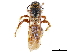 ( - CCDB-32136-D12)  @11 [ ] CreativeCommons - Attribution (2018) CBG Photography Group Smithsonian Institution