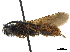  (Dasyscolia - CCDB-32136-E02)  @11 [ ] CreativeCommons - Attribution (2018) CBG Photography Group Smithsonian Institution
