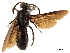  (Microscolia kollari - CCDB-32136-E12)  @11 [ ] CreativeCommons - Attribution (2018) CBG Photography Group Smithsonian Institution